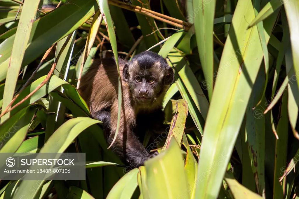Tufted Capuchin, Black-capped Capuchin or Pin Monkey (Cebus apella), infant sitting in a palm, Northwood, Christchurch, Canterbury Region, New Zealand