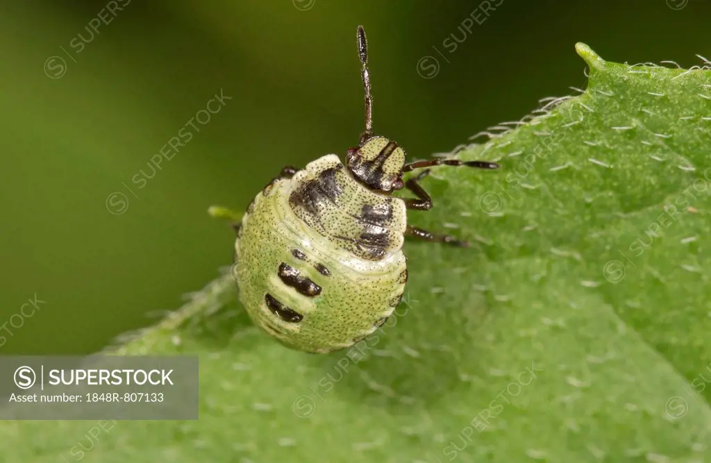 Common Green Shieldbug (Palomena prasina), larva, Untergröningen, Abtsgmuend, Baden-Württemberg, Germany