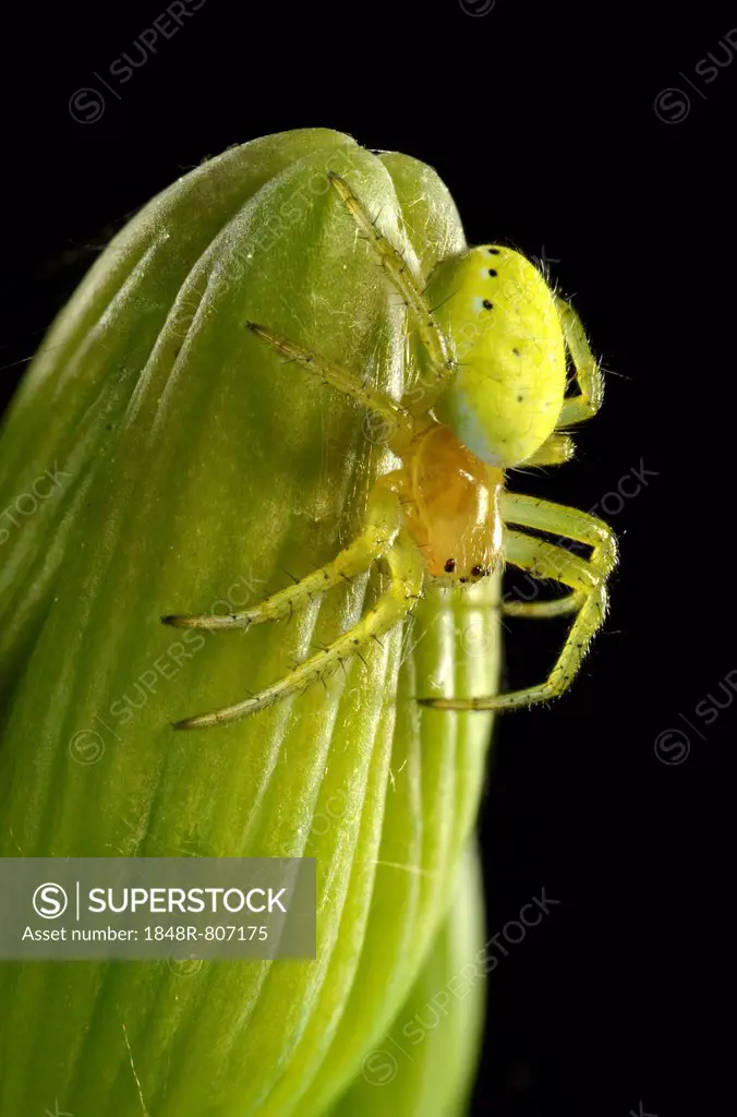 Cucumber Green Spider (Araniella cucurbitina), young animal on a Bearded Iris (Iris germanica), macro shot, Baden-Württemberg, Germany