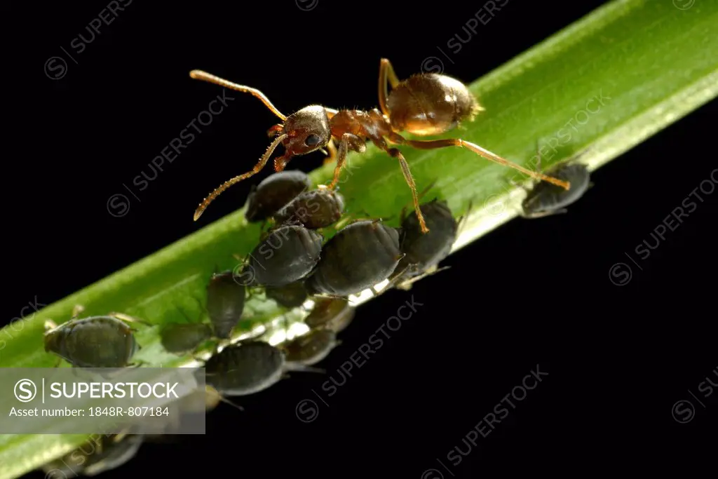 Aphids (Aphidoidea) being milked by an Ant (Formidicae), beneficial insects and pests, macro shot, Baden-Württemberg, Germany