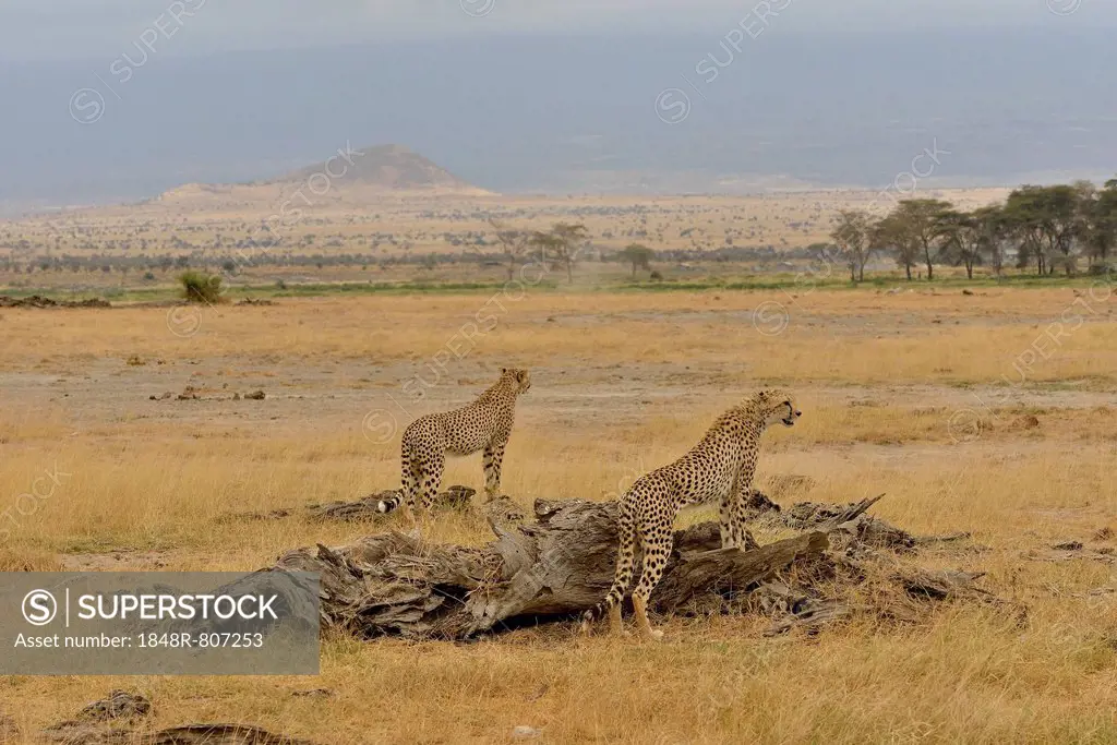 Cheetah (Acinonyx jubatus), male, Amboseli National Park, Rift Valley Province, Kenya
