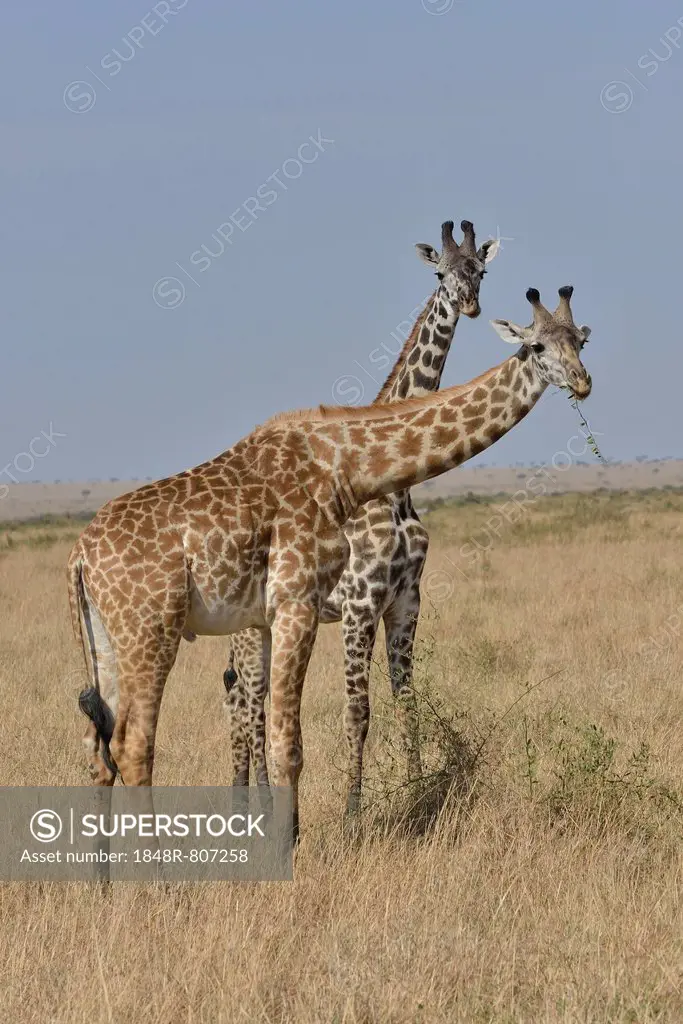 Maasai Giraffes or Kilimanjaro Giraffes (Giraffa camelopardalis tippelskirchi) while feeding, Massai Mara, Rift Valley Province, Kenya