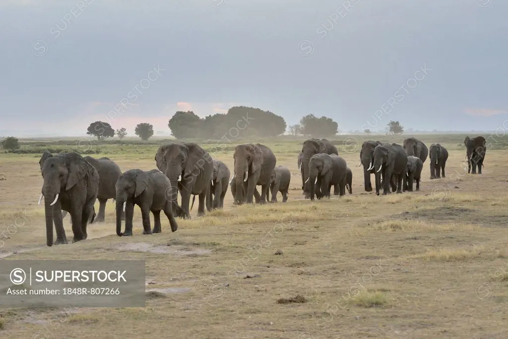 Herd of African Bush Elephants (Loxodonta africana), Amboseli National Park, Rift Valley Province, Kenya