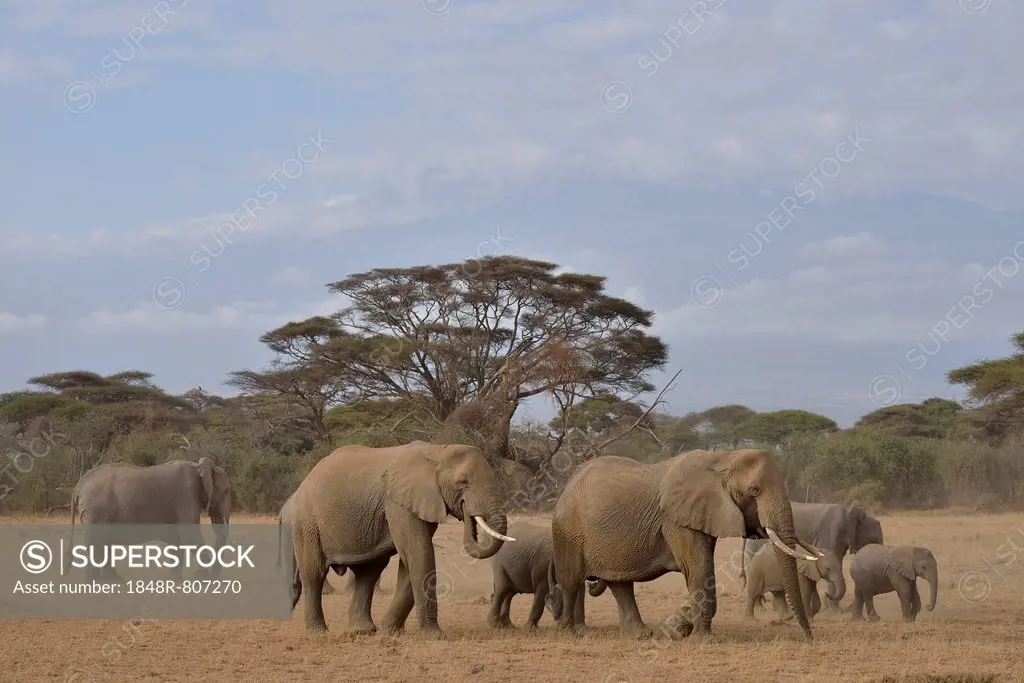 Herd of African Bush Elephants (Loxodonta africana), Amboseli National Park, Rift Valley Province, Kenya