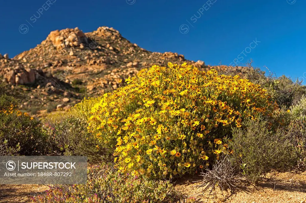Yellow flowers of the Skaapbos Shrub, African Daisy, South African Daisy or Cape Daisy (Tripteris oppositifolia), Namaqualand, Northern Cape, South Af...
