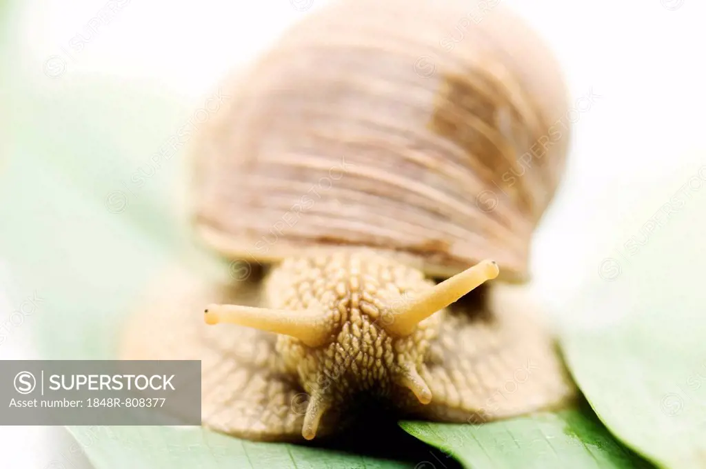 Edible snail (Helix pomatia)