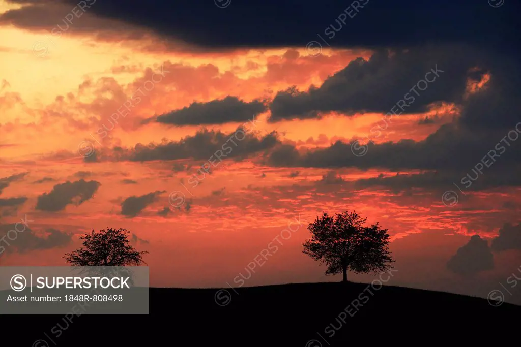 Trees silhouetted against a sky full of storm clouds, Hirzel, Canton of Zurich, Switzerland