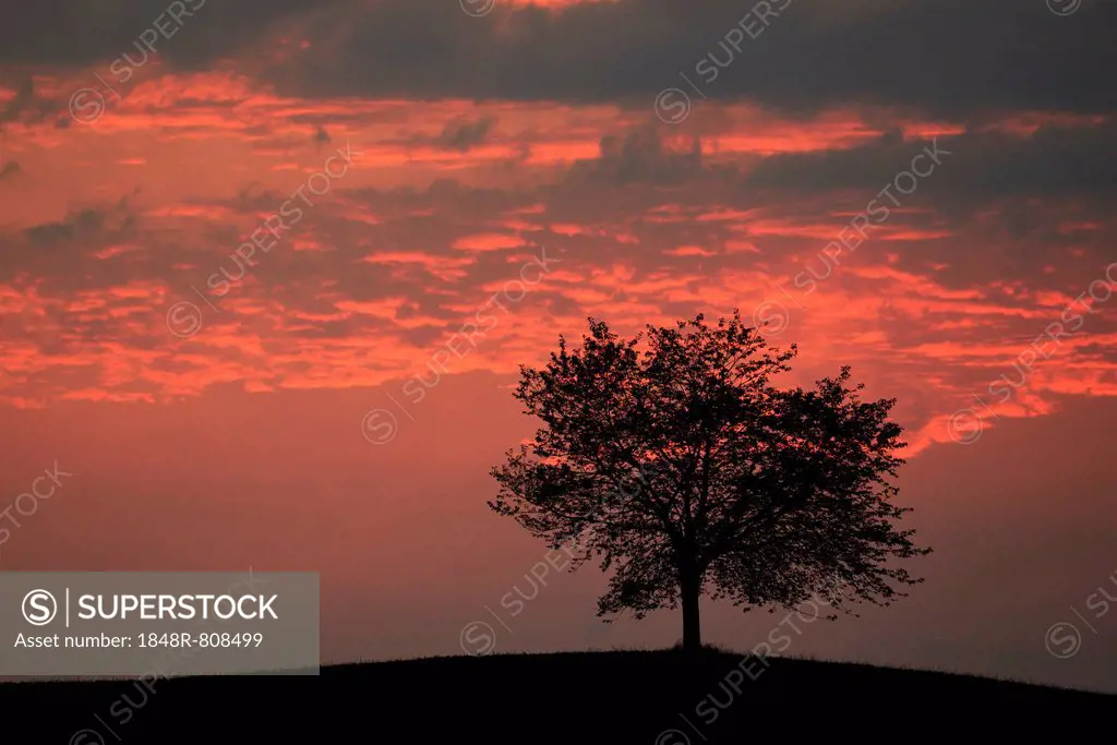 Tree silhouetted against a sky full of storm clouds, Hirzel, Canton of Zurich, Switzerland