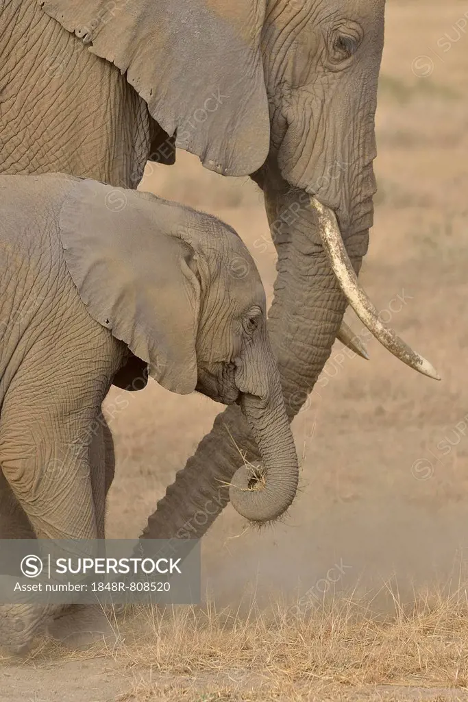 African Bush Elephants (Loxodonta africana), cow with a calf, Amboseli National Park, Rift Valley Province, Kenya