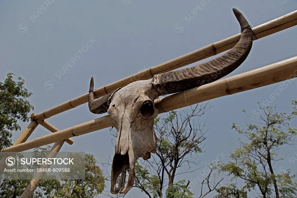 Skull of a water buffalo (Bubalus arnee) on a gate, Chiang Mai, Chiang Mai Province, Thailand