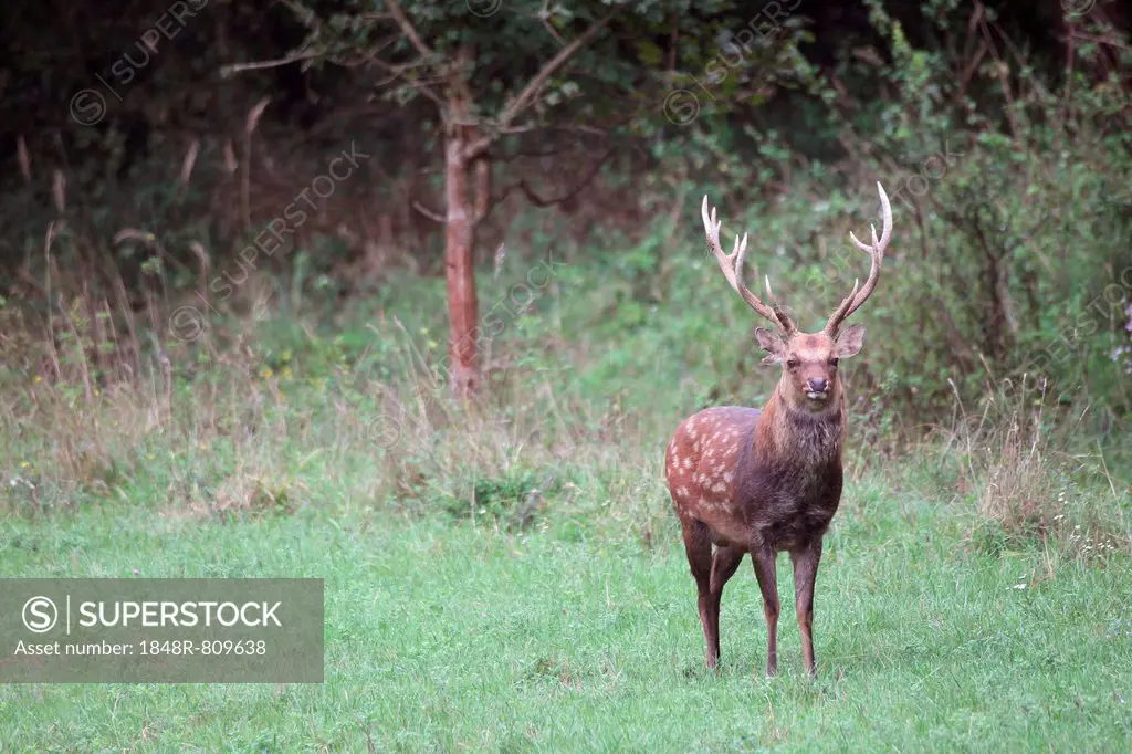Sika Deer (Cervus nippon), Hungary