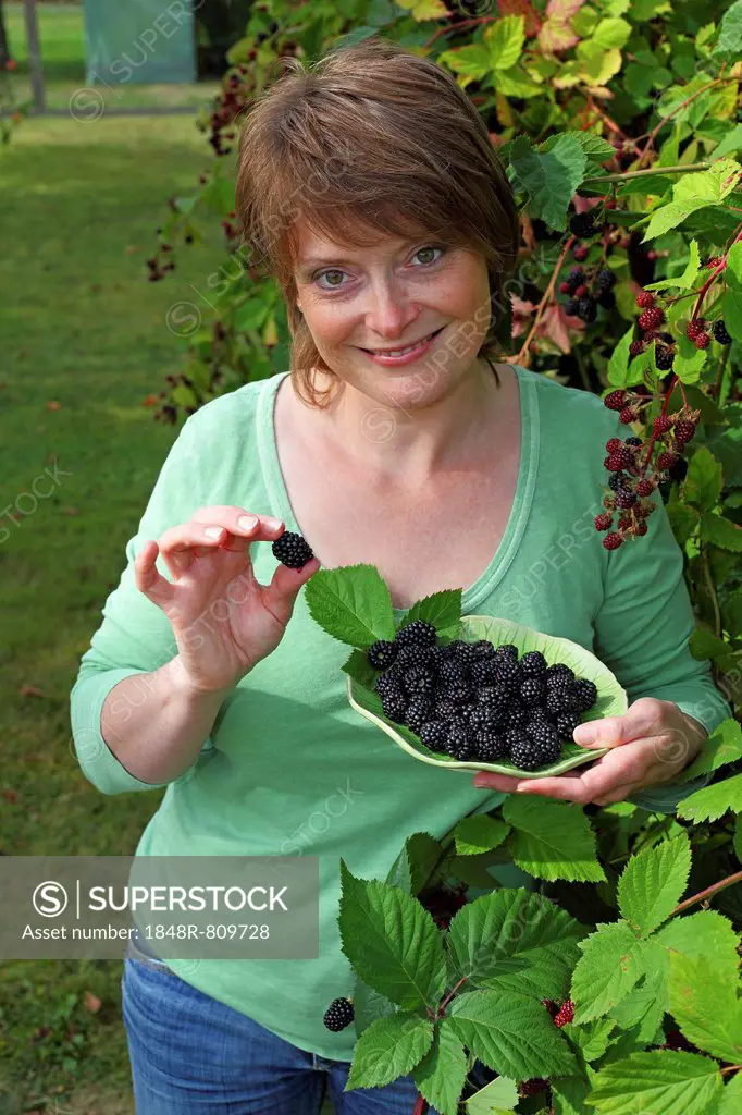 Woman harvesting blackberries in a garden and holding them in a bowl, Hesse, Germany