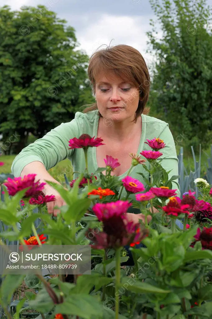 Woman cutting flowers in a garden, Hesse, Germany