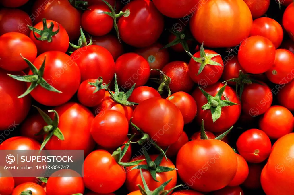 Ripe tomatoes (Solanum lycopersicum), Mecklenburg-Western Pomerania, Germany