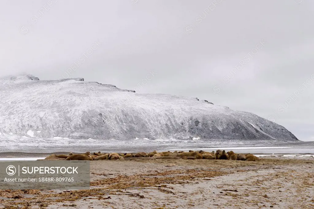 Large pod of Walruses (Odobenus rosmarus), Phippsøya, Sjuøyane, Svalbard Archipelago, Svalbard and Jan Mayen, Norway