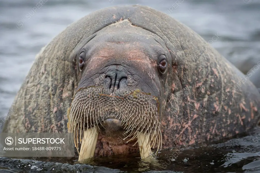 Walrus (Odobenus rosmarus), Phippsøya, Sjuøyane, Svalbard Archipelago, Svalbard and Jan Mayen, Norway