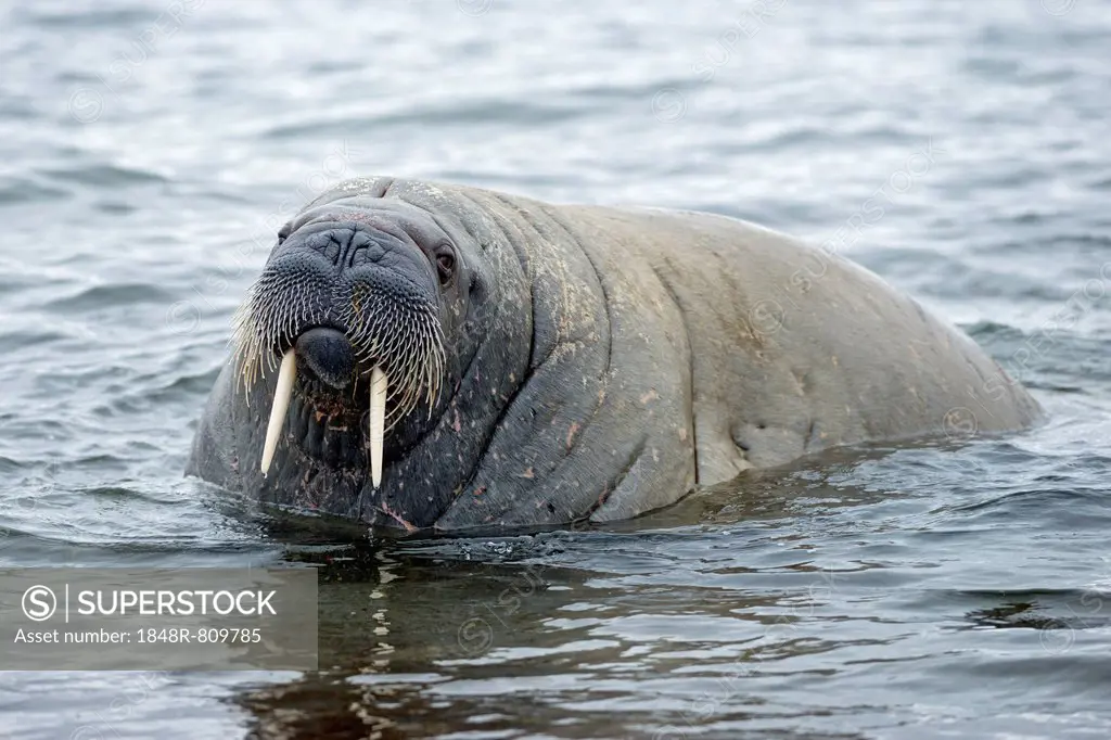 Walrus (Odobenus rosmarus), Phippsøya, Sjuøyane, Svalbard Archipelago, Svalbard and Jan Mayen, Norway