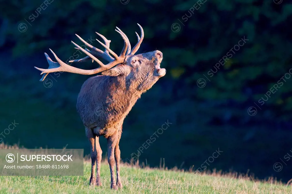 Red Deer (Cervus elaphus), stag roaring, Wildpark Neuhaus, Neuhaus im Solling, Lower Saxony, Germany