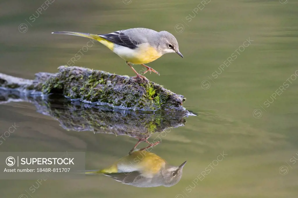 Grey Wagtail (Motacilla cinerea) perched on dead wood reflected in the water, Hesse, Germany