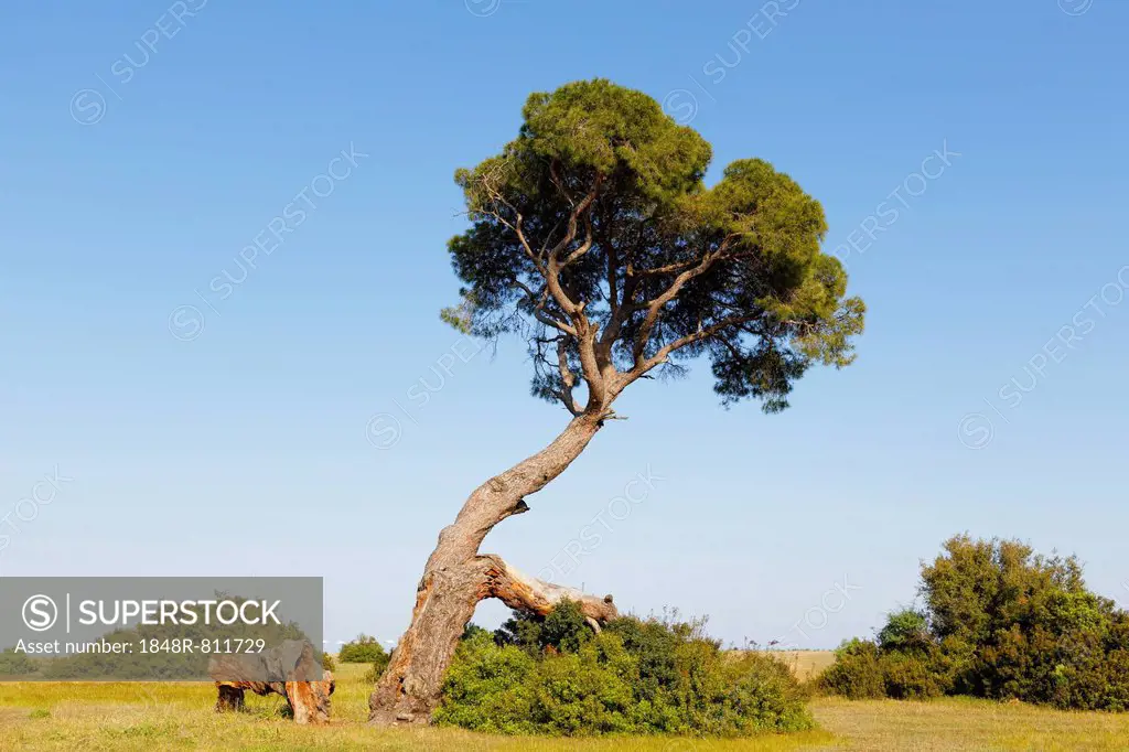 Pine tree on the beach of Olympos, Olimpos Beydaglari National Park, Çirali, Lycia, Province of Antalya, Turkey