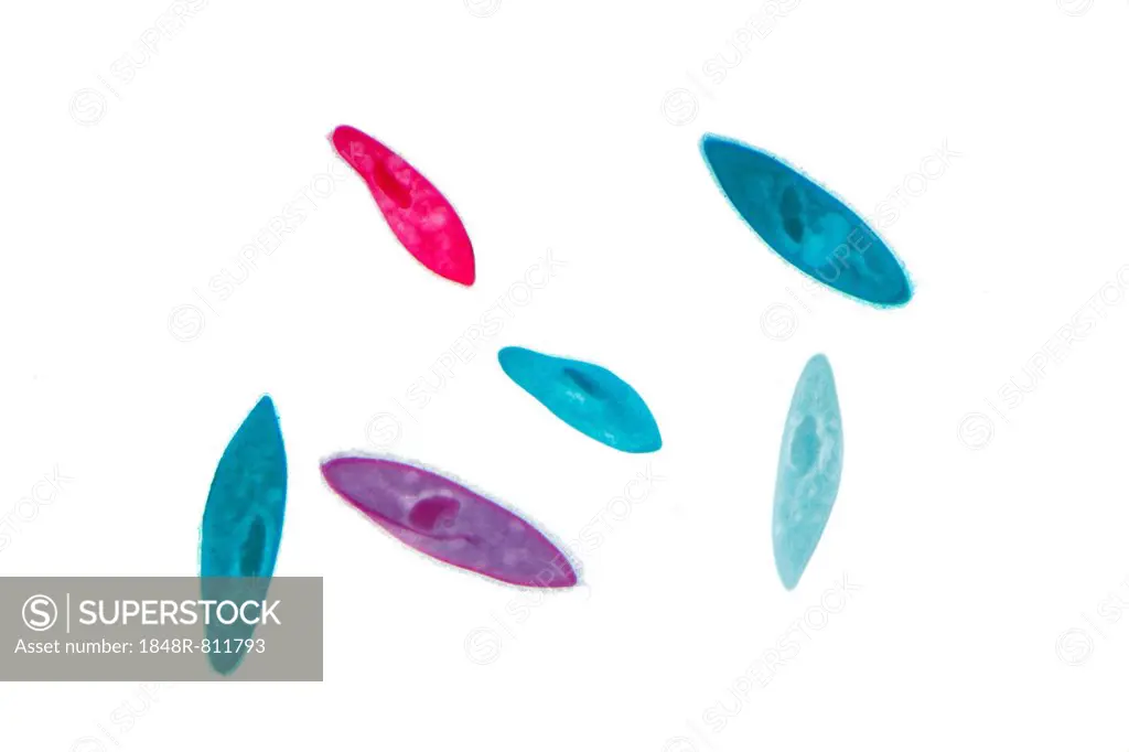 Paramecium (Paramecium), dyed in different colours, permanent preparation, photomicrography