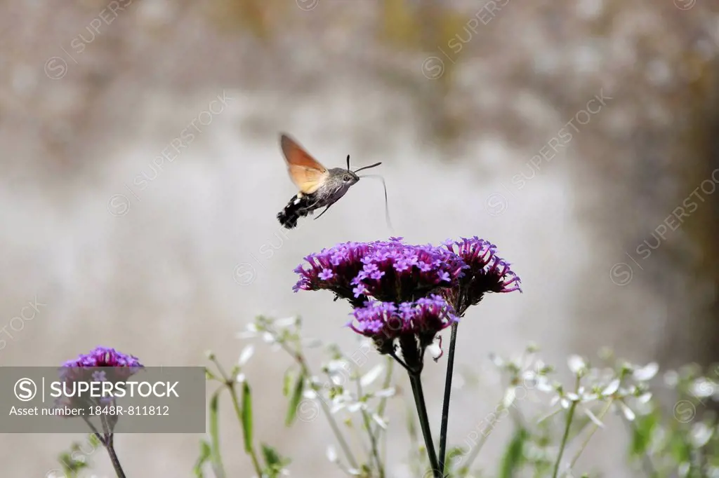 Hummingbird Hawk-moth or Hummingmoth (Macroglossum stellatarum) inflight food intake, Baden-Württemberg, Germany