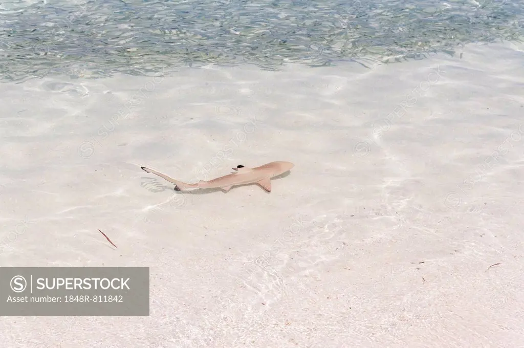 Blacktip Reef Shark (Carcharhinus melanopterus) in shallow water, Kurendhoo Island, Lhaviyani Atoll, Maldives