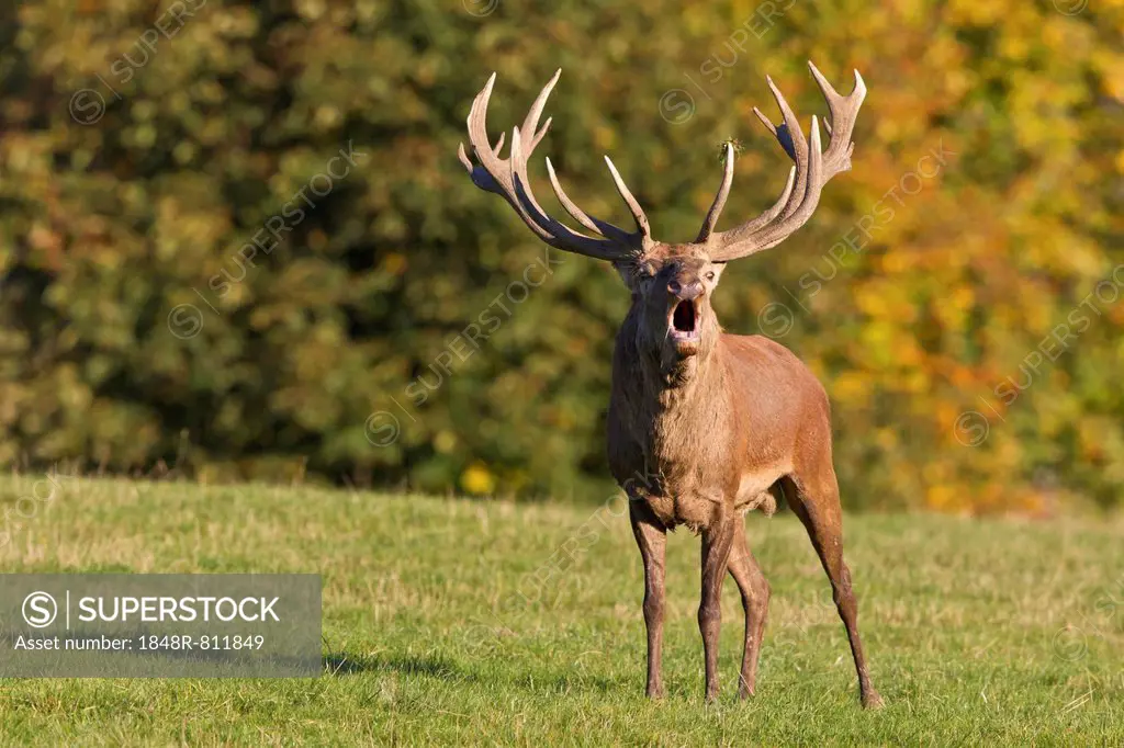 Roaring Red Deer (Cervus elaphus), Wildpark Neuhaus wildlife park, Neuhaus im Solling, Lower Saxony, Germany