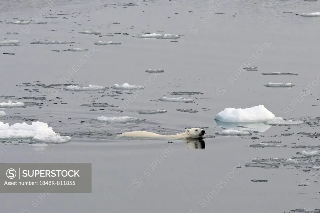 Polar Bear (Ursus maritimus) swimming amidst pack ice, Spitsbergen Island, Svalbard Archipelago, Svalbard and Jan Mayen, Norway