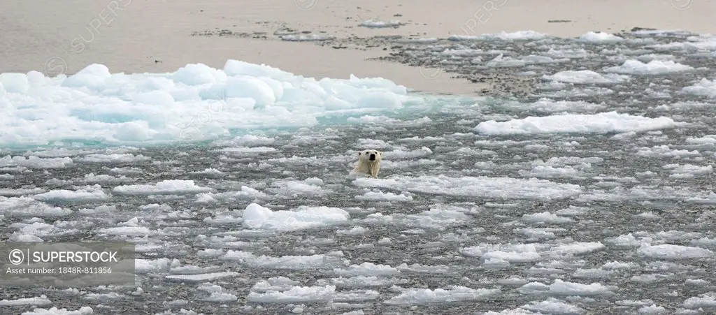 Polar Bear (Ursus maritimus) swimming amidst pack ice, Spitsbergen Island, Svalbard Archipelago, Svalbard and Jan Mayen, Norway
