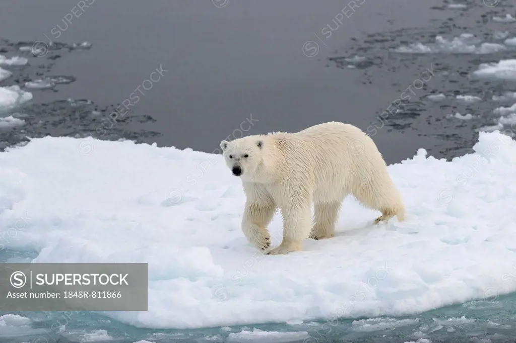 Polar Bear (Ursus maritimus) walking on pack ice, Spitsbergen Island, Svalbard Archipelago, Svalbard and Jan Mayen, Norway