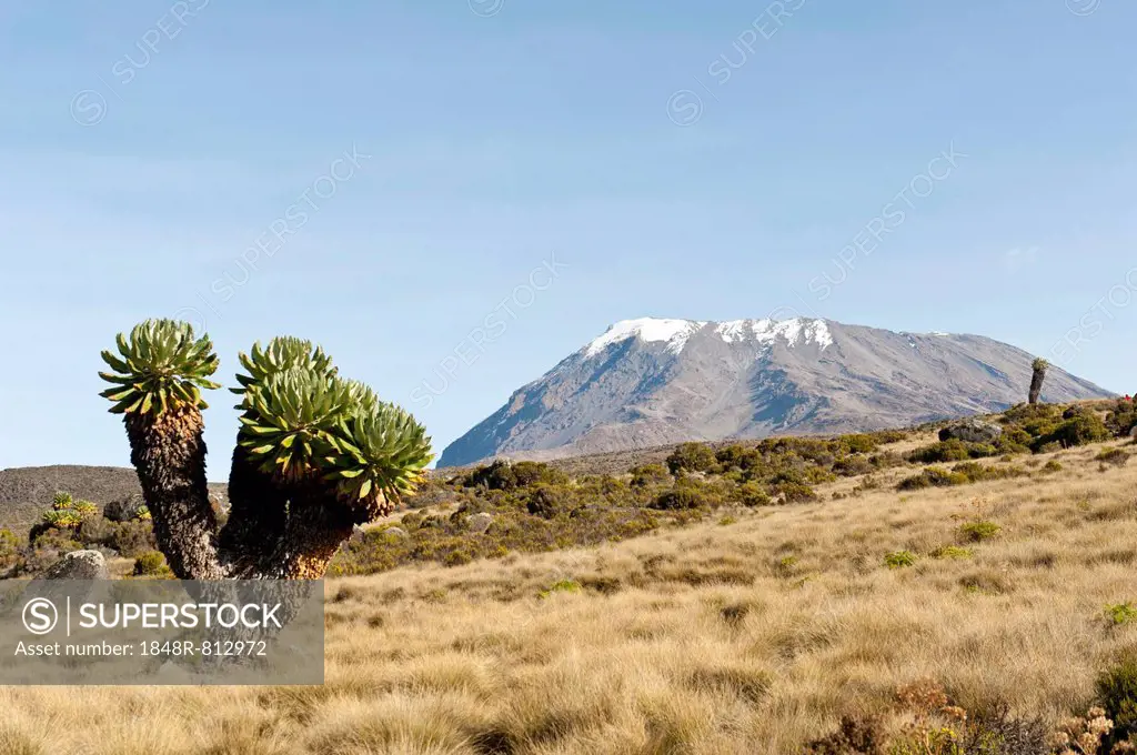 Giant Groundsel (Dendrosenecio kilimanjari, formerly Senecio spp.), at back the snow-capped Kibo summit, on the Marangu route, Kilimandscharo National...