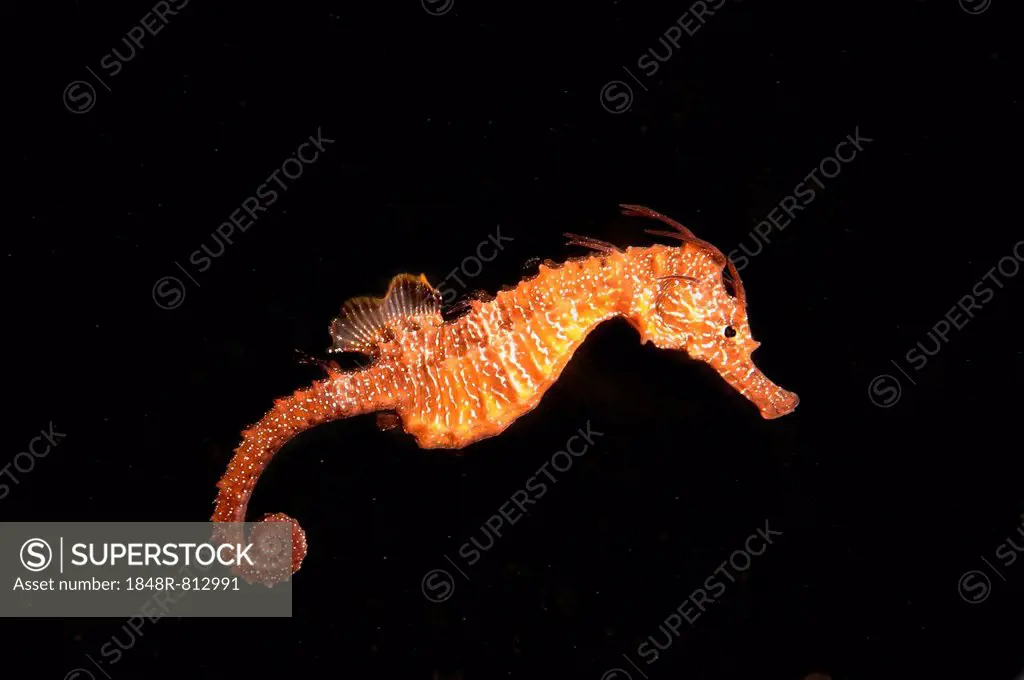 Short-snouted Seahorse (Hippocampus hippocampus), Black Sea, Crimea, Ukraine