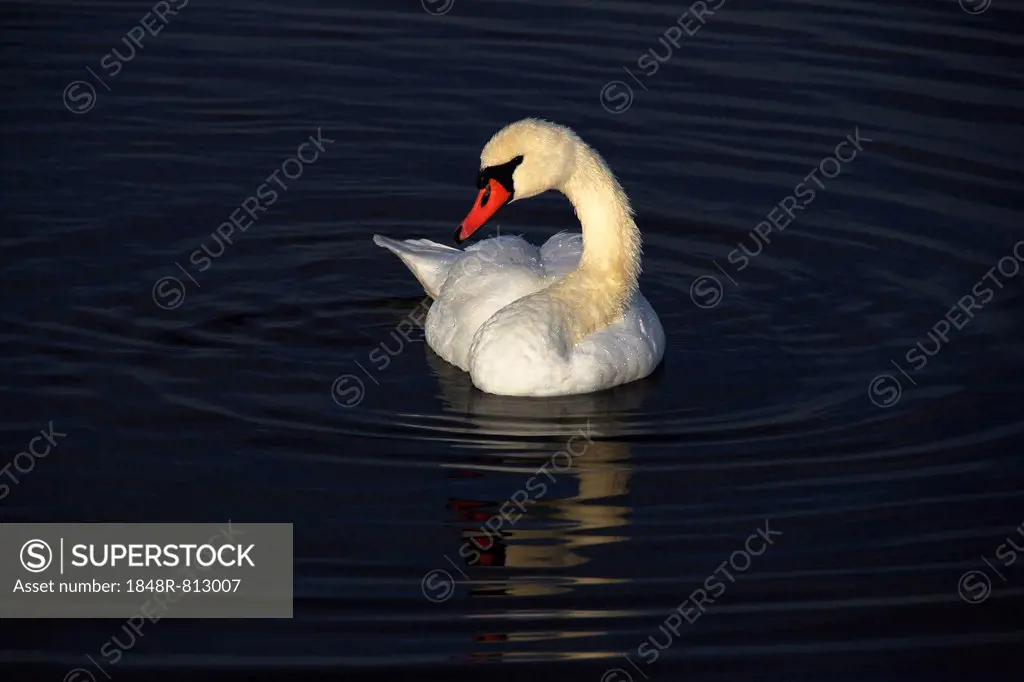 Mute Swan (Cygnus olor), Federsee lake, near Bad Buchau, Baden-Württemberg, Germany
