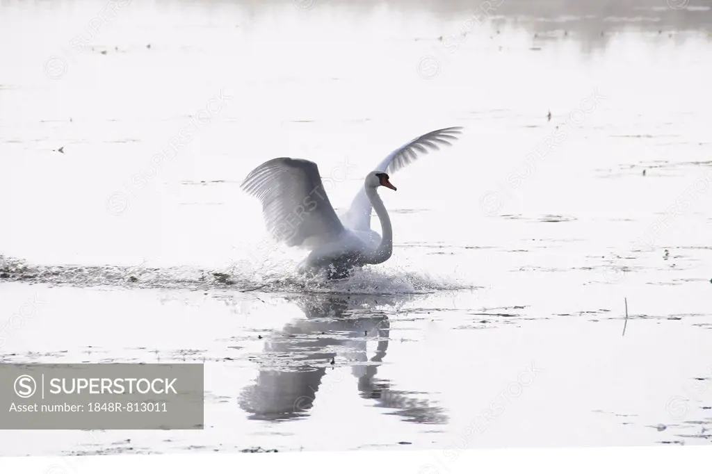 Mute Swan (Cygnus olor), spread wings, water landing, Federsee lake, near Bad Buchau, Baden-Württemberg, Germany