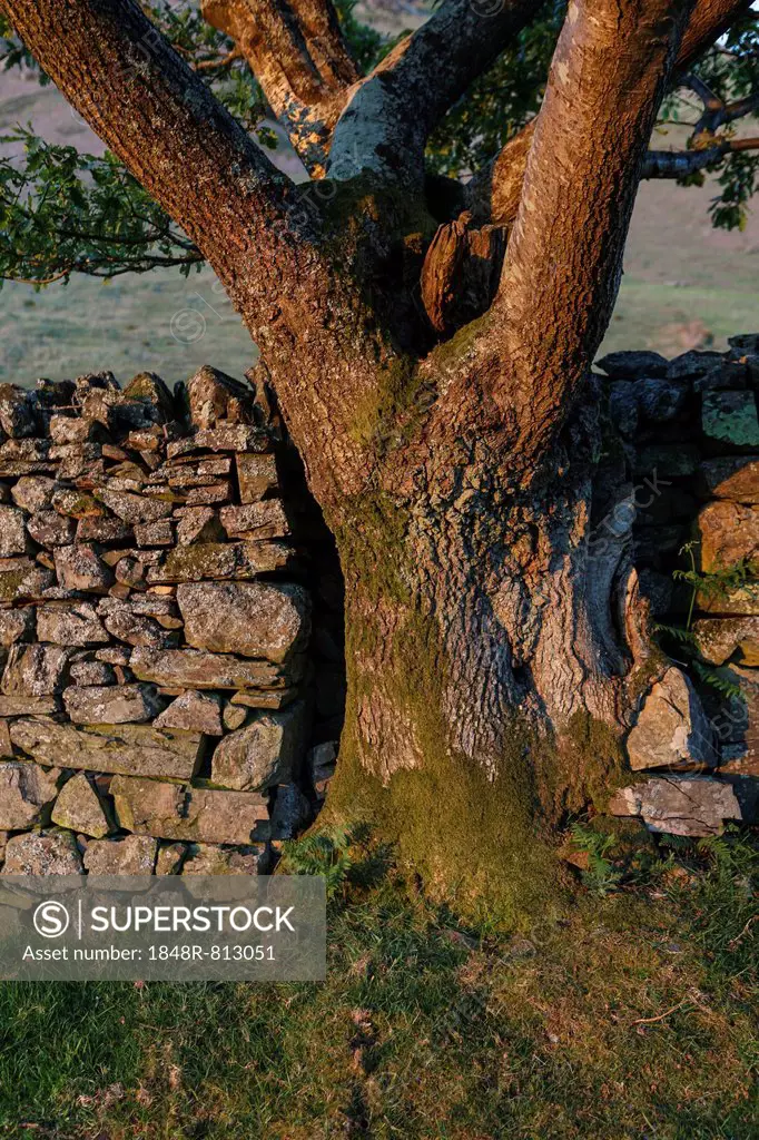 Old dry stone wall, Lake District National Park, Cumbria, England, United Kingdom