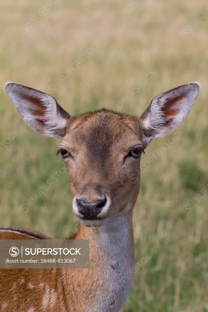 Fallow Deer (Dama dama) in Skandinavisk Dyrepark or Scandinavian Wildlife Park, Jutland, Denmark