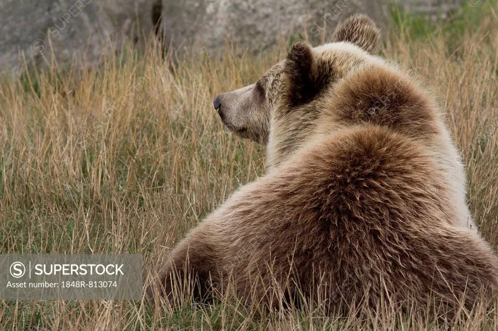 Brown Bear (Ursus arctos), cub, in Skandinavisk Dyrepark or Scandinavian Wildlife Park, Jutland, Denmark