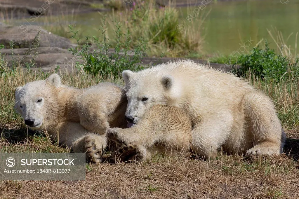 Polar Bears (Ursus maritimus), cubs, in Skandinavisk Dyrepark or Scandinavian Wildlife Park, Jutland, Denmark