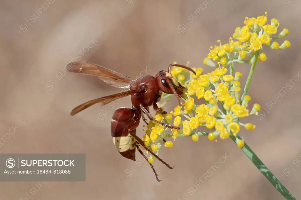 Oriental Hornet (Vespa orientalis) foraging for nectar on a Smyrnium plant (Smyrnium rotundifolium), Rhodos Island, Dodecanese, Greece
