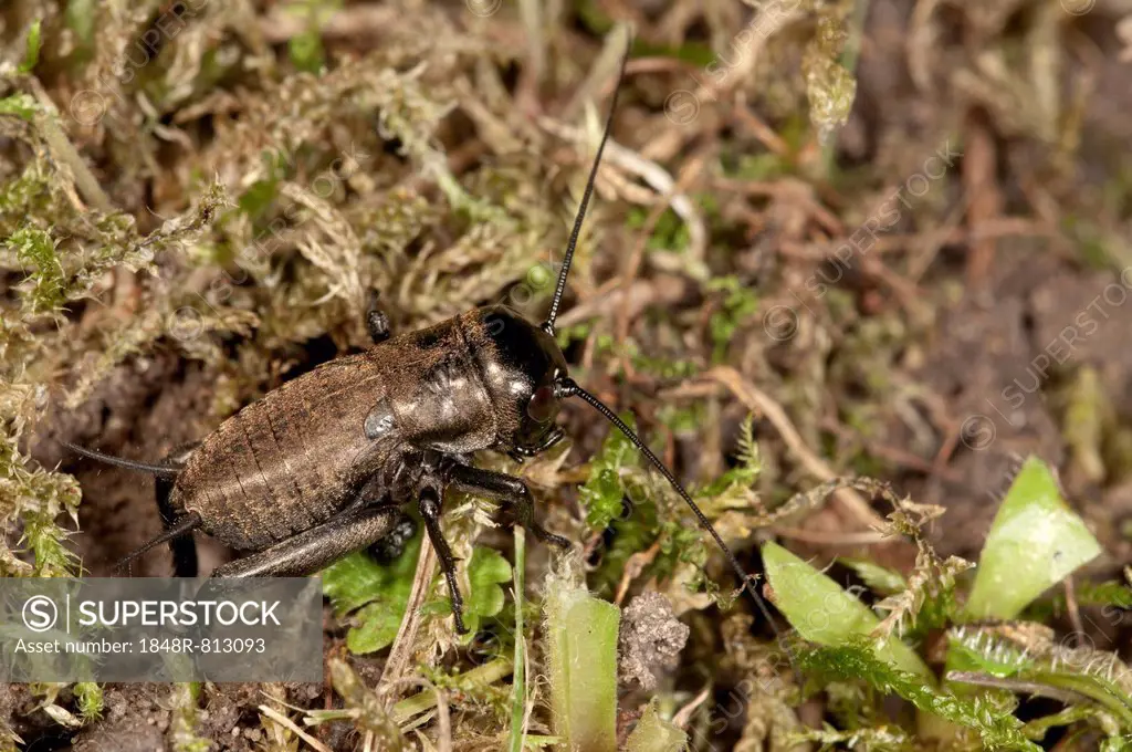 Field Cricket (Gryllus campestris), male larva, Baden-Württemberg, Germany