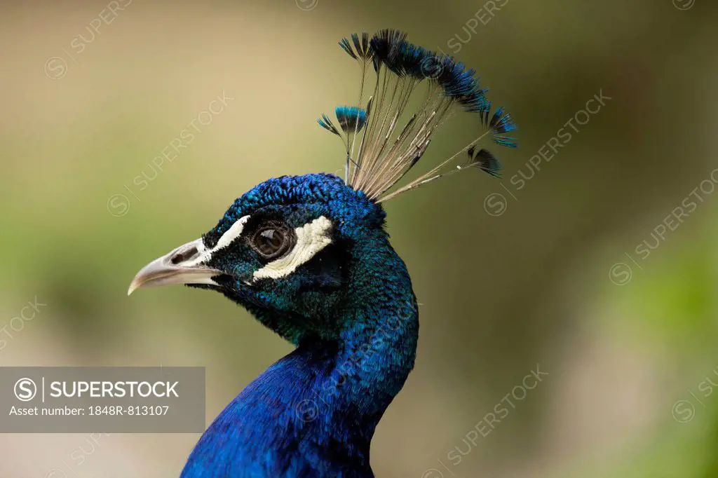 Indian Peafowl or Blue Peafowl (Pavo cristatus), male, North Rhine-Westphalia, Germany