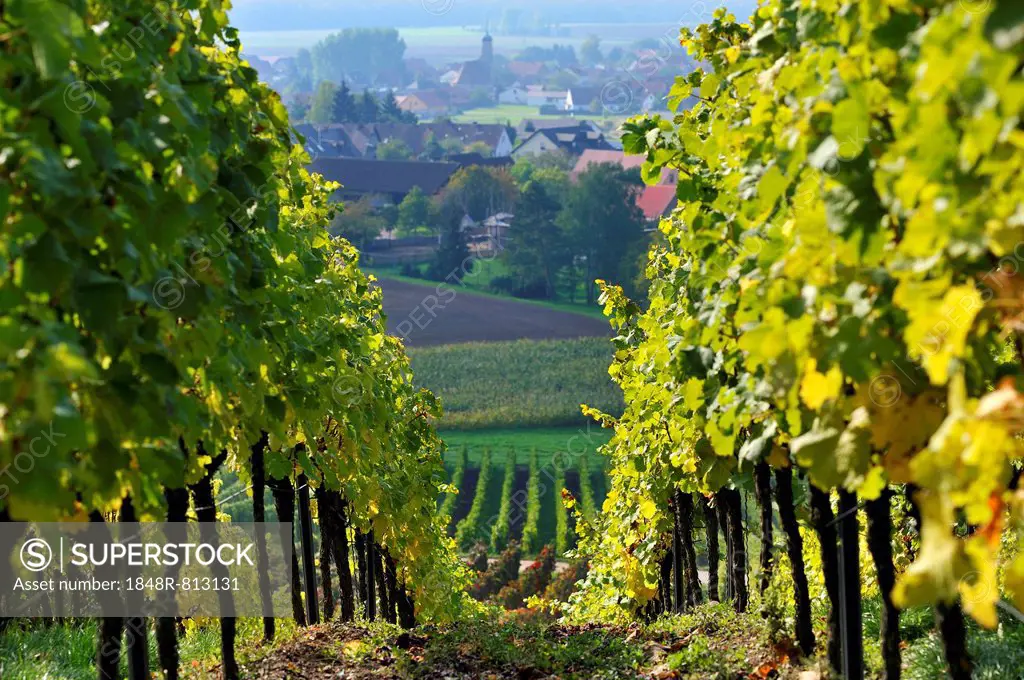 Vineyard after the harvest, Altmannsdorf in the back, Altmannsdorf, Michelau im Steigerwald, Lower Franconia, Bavaria, Germany