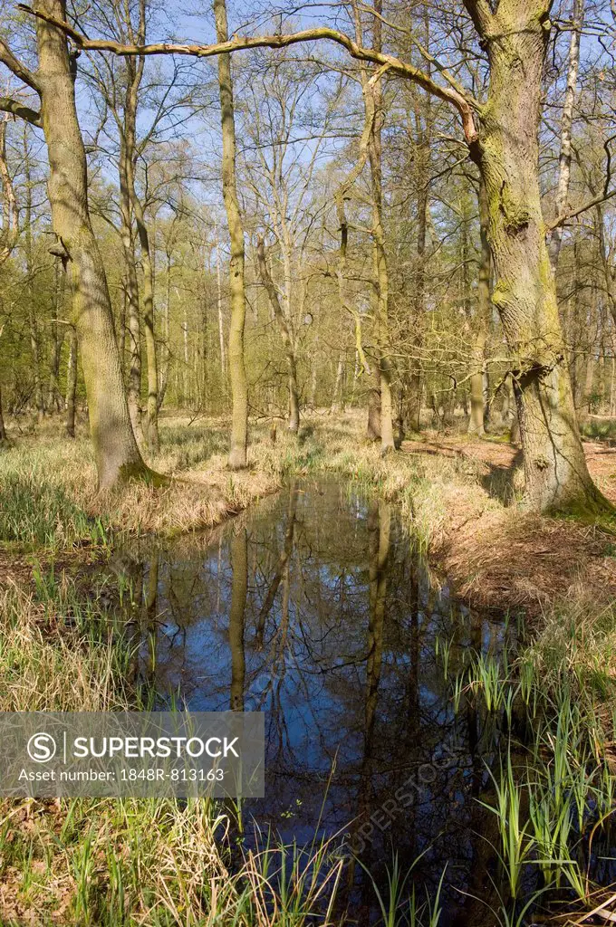 Riparian forest with Oak trees or Pedunculate Oaks (Quercus robur) and pools of water in the spring, Fallersleben, Wolfsburg, Lower Saxony, Germany