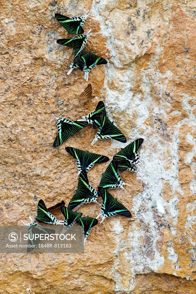 Green-banded Urania Moths (Urania leilus) sucking mineral-rich water from the wet ground, Tambopata Nature Reserve, Madre de Dios Region, Peru