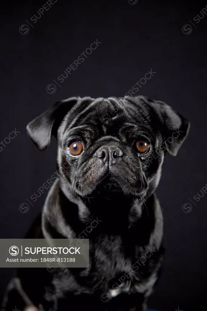 Black Pug on black, portrait
