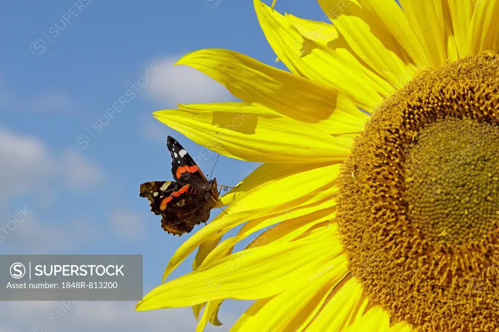 Red Admiral (Vanessa atalanta) butterfly resting on a sunflower (Helianthus annuus), Lower Saxony, Germany