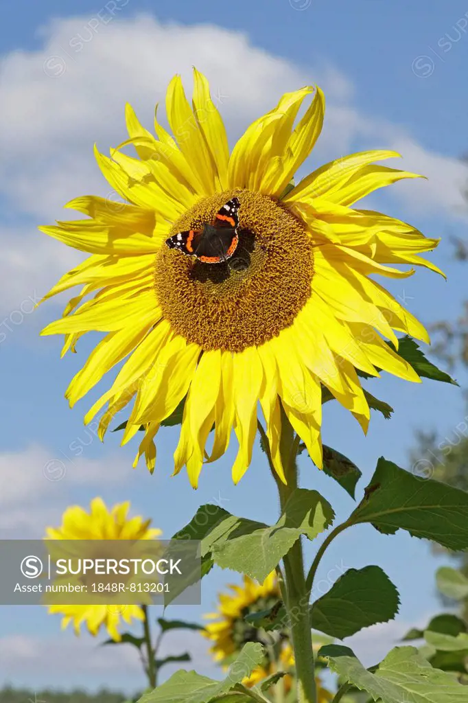 Red Admiral (Vanessa atalanta) butterfly feeding on a sunflower (Helianthus annuus), Lower Saxony, Germany