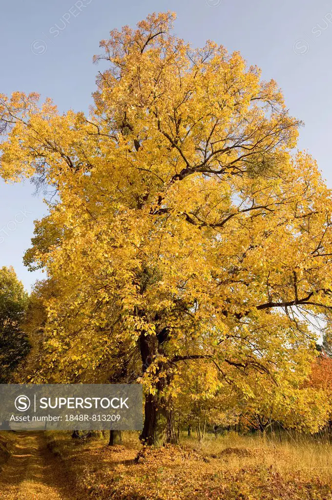 Small-leaved Lime or Little-leaf Linden (Tilia cordata) in autumn, Thuringia, Germany