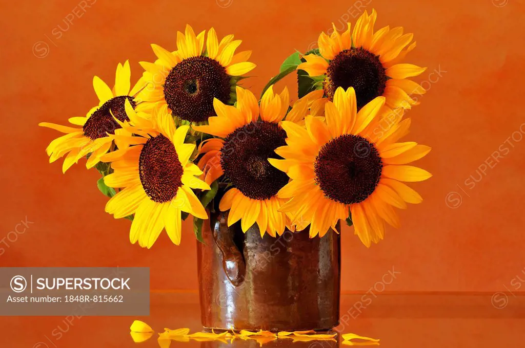Sunflowers (Helianthus annuus) in a clay pot, Middle Franconia, Bavaria, Germany